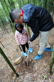 竹海踏青、赏梅、挖笋二日游